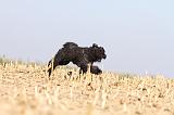 BOUVIER DES FLANDRES 149